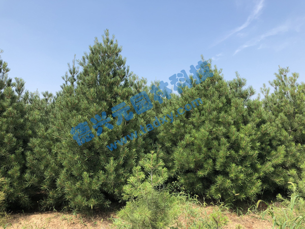 �c���鿴Ԕ����Ϣ���}����Ƥ�� ��x�Δ���2413